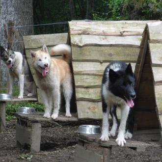 le repaire des husky